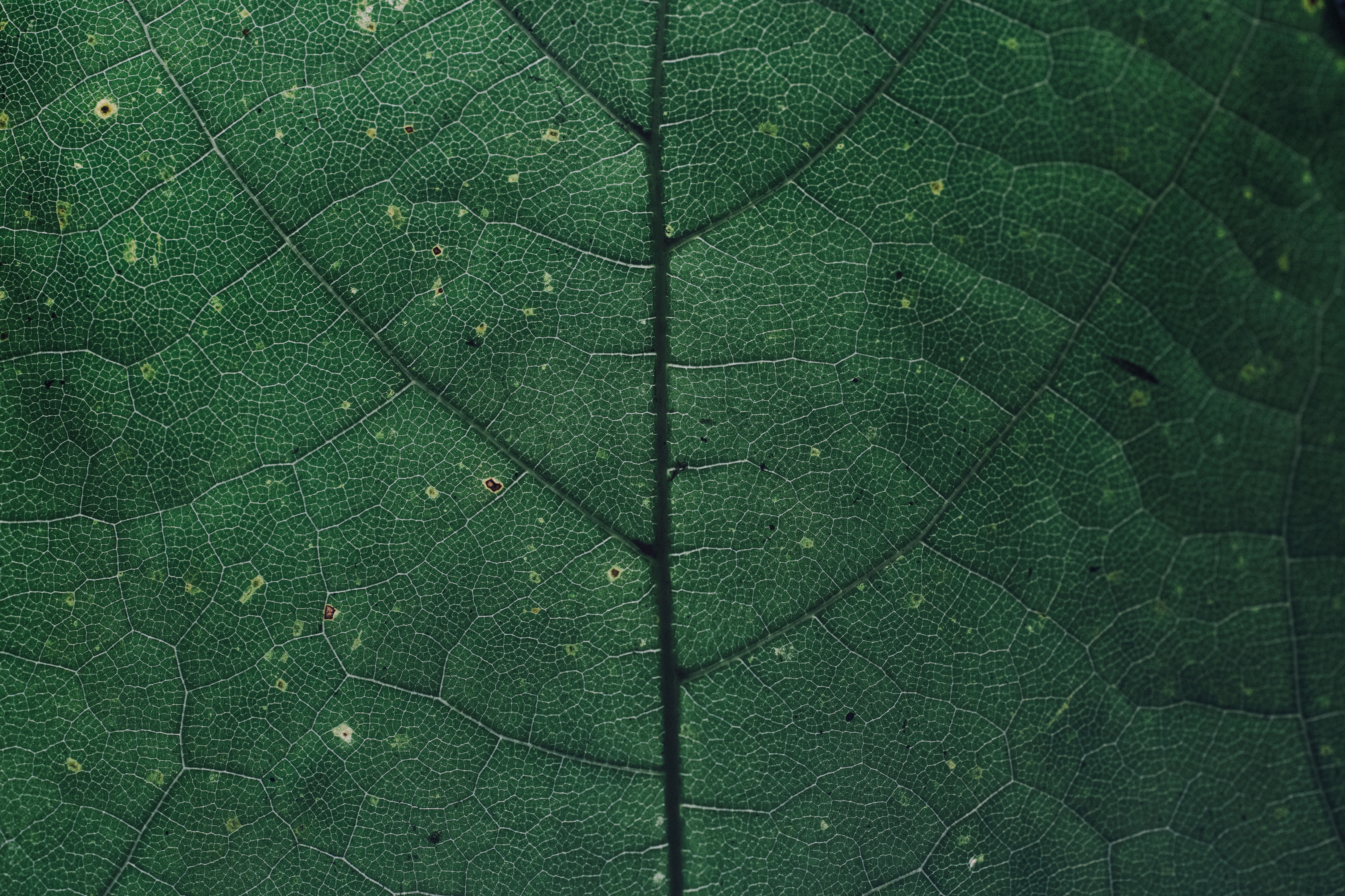 The small details and cells of a tree leaf.